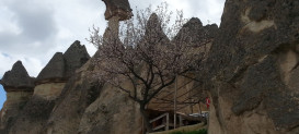 Pasabaglari Fairy Chimneys
