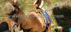 Camel Riding Cappadocia